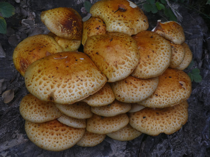 Pholiota limonella