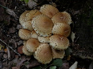 Pholiota squarrosa