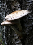 Pholiota heteroclita