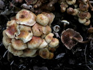 Pholiota alnicola