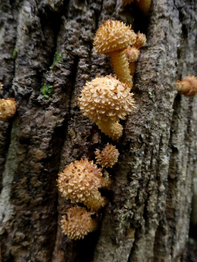 Pholiota squarrosa