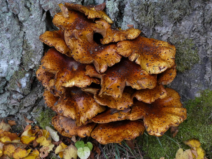 Pholiota jahnii