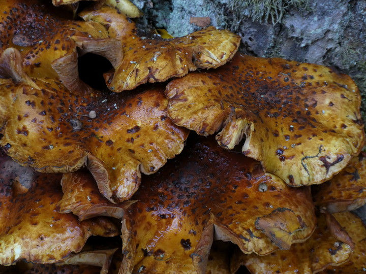 Pholiota jahnii