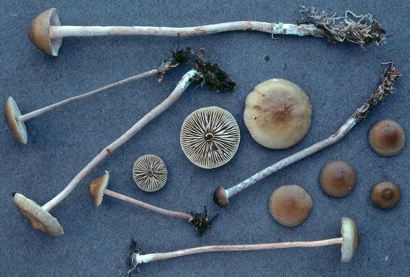 Pholiota myosotis