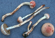 Pholiota astragalina