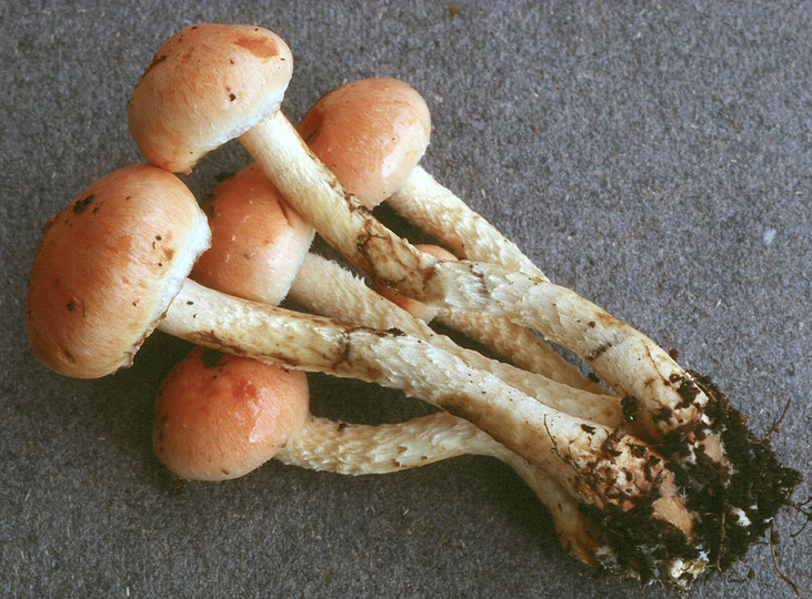 Pholiota astragalina