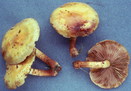 Pholiota aurivella