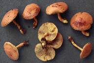 Pholiota flammans