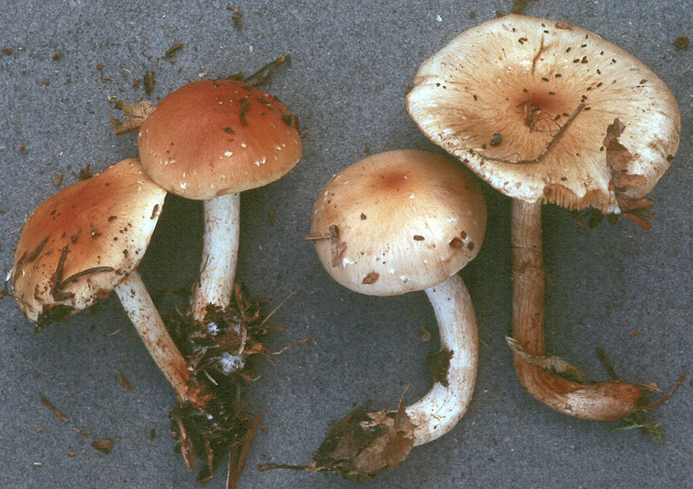 Pholiota lubrica