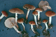 Pholiota lubrica