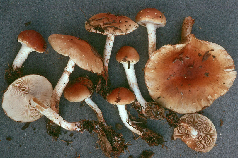 Pholiota lubrica