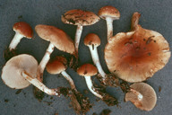 Pholiota lubrica