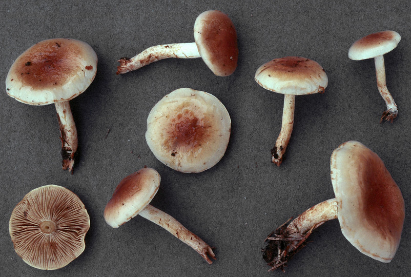 Pholiota mixta