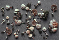 Pholiota scamba