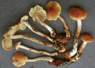 Pholiota subochracea