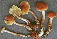 Pholiota subochracea