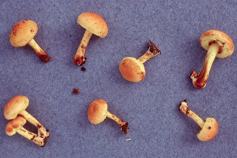 Pholiota tuberculosa