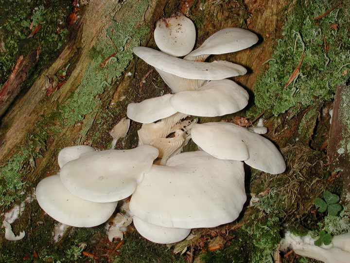 Pleurocybella porrigens