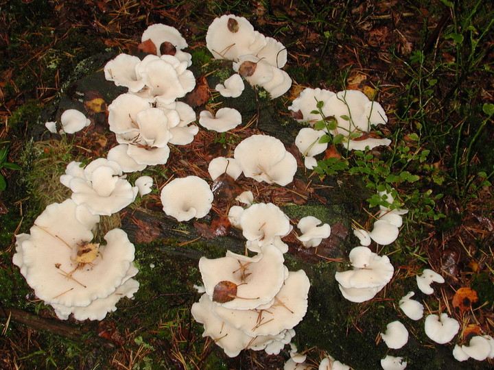 Pleurocybella porrigens