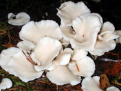 Pleurocybella porrigens