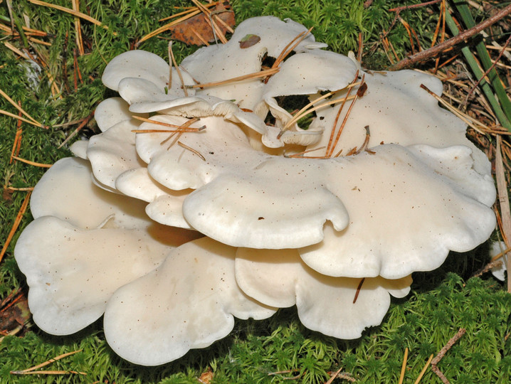 Pleurocybella porrigens