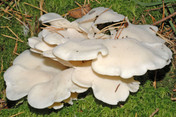 Pleurocybella porrigens