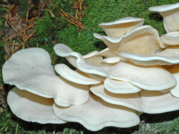 Pleurocybella porrigens