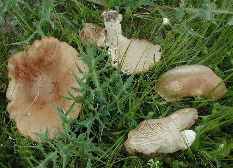 Pleurotus eryngii