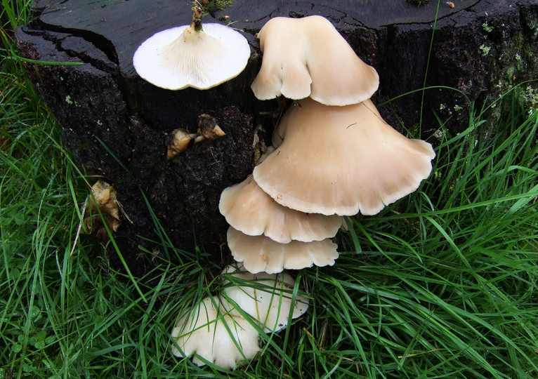 Pleurotus pulmonarius