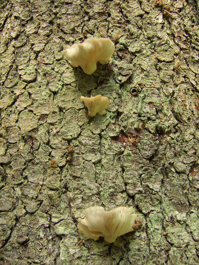 Pleurotus pulmonarius