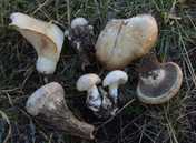 Pleurotus nebrodensis