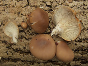 Pleurotus ostreatus?