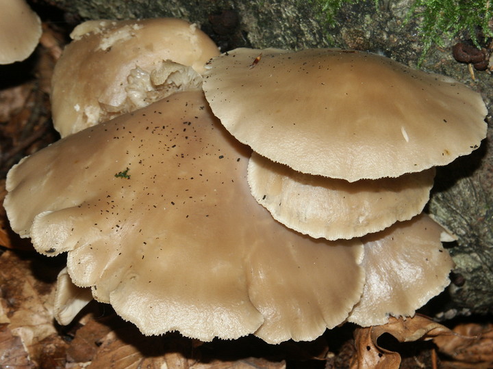 Pleurotus pulmonarius