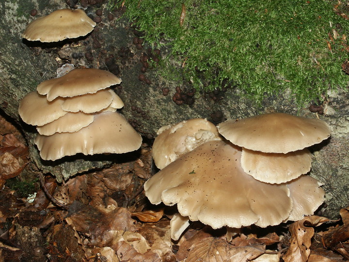 Pleurotus pulmonarius