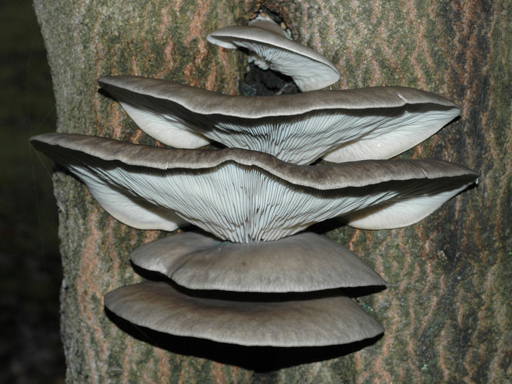 Pleurotus ostreatus