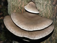 Pleurotus ostreatus