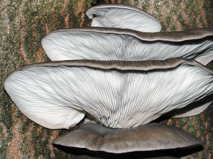 Pleurotus ostreatus