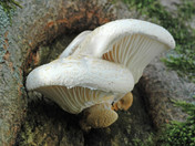 Pleurotus dryinus