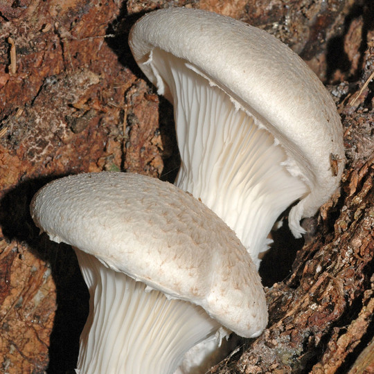 Pleurotus dryinus