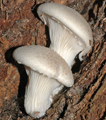 Pleurotus dryinus