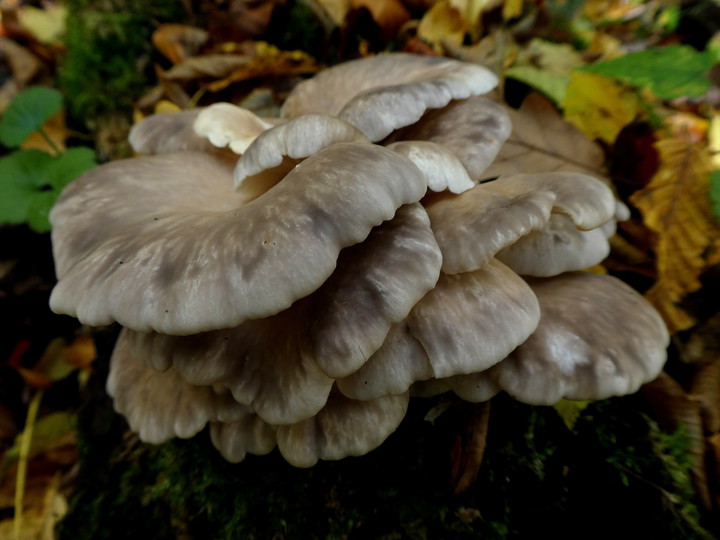 Pleurotus pulmonarius