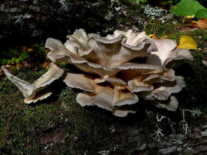 Pleurotus pulmonarius