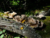 Pleurotus pulmonarius