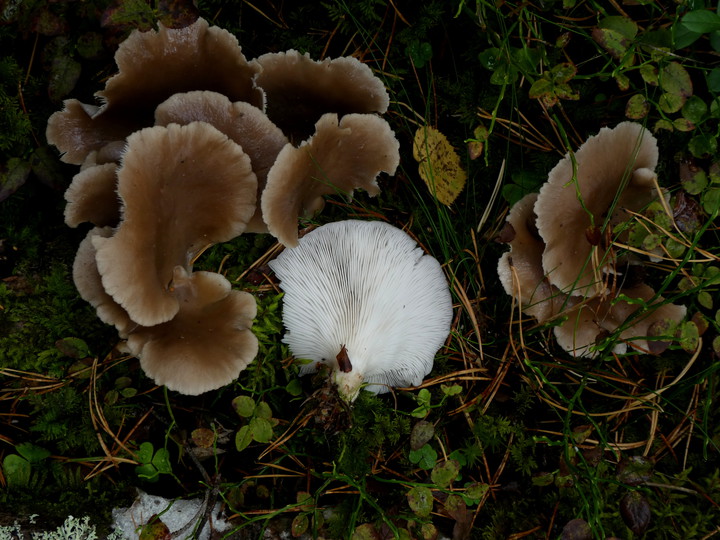 Pleurotus pulmonarius