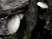 Pleurotus calyptratus