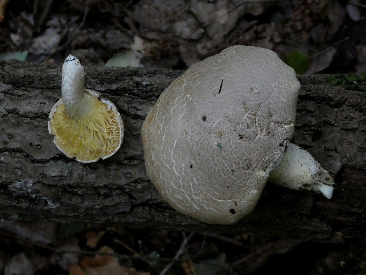 Pleurotus calyptratus