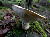 Pleurotus calyptratus