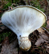 Pleurotus calyptratus