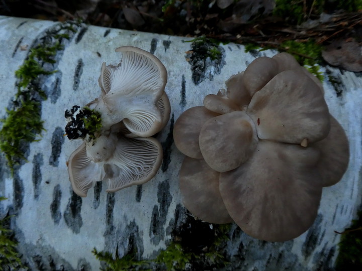 Pleurotus ostreatus