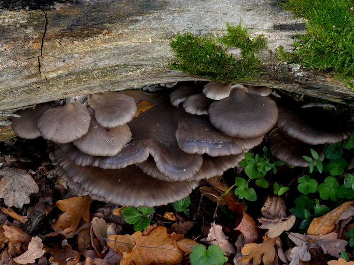 Pleurotus ostreatus